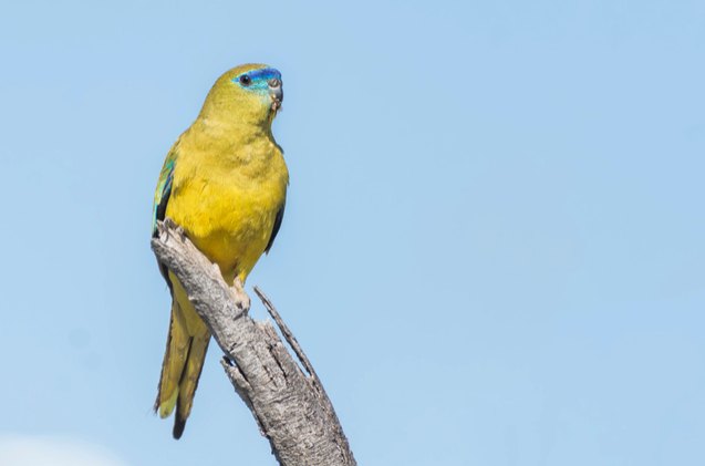 rock parrot