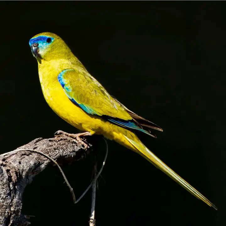 rock parrot