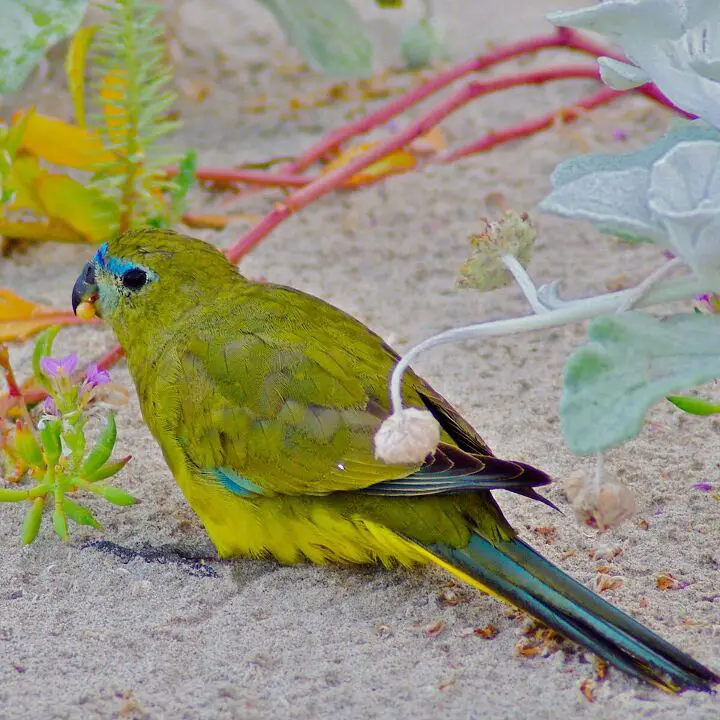 rock parrot