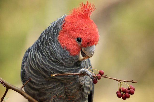 gang gang cockatoo