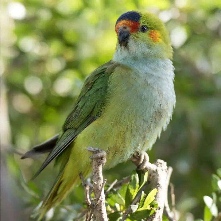 purple crowned lorikeet