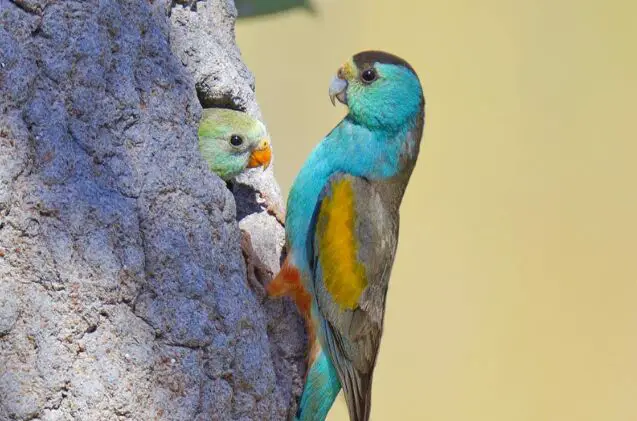 golden shouldered parrot