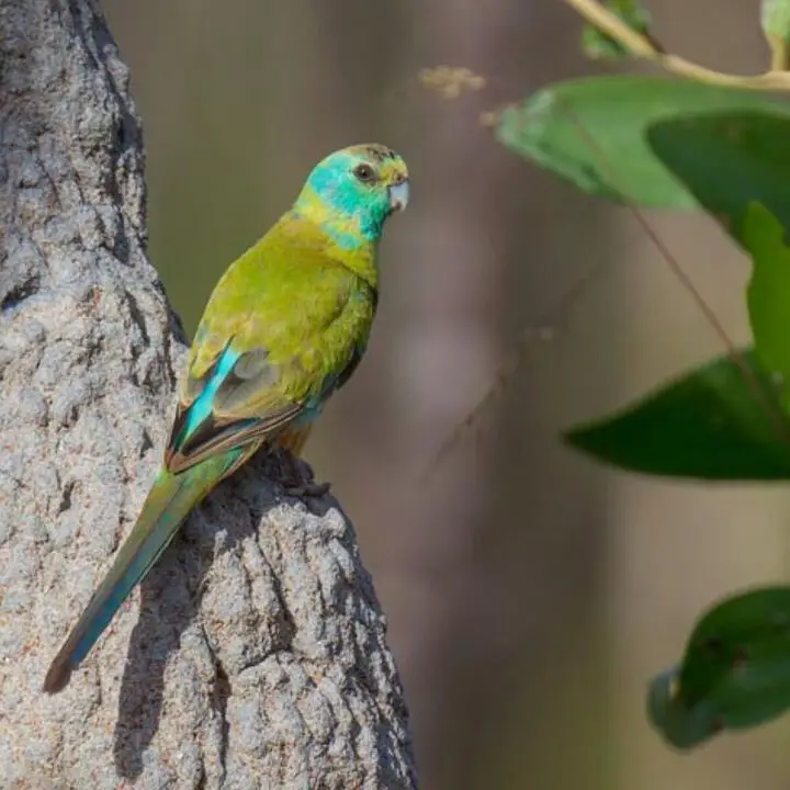 golden shouldered parrot