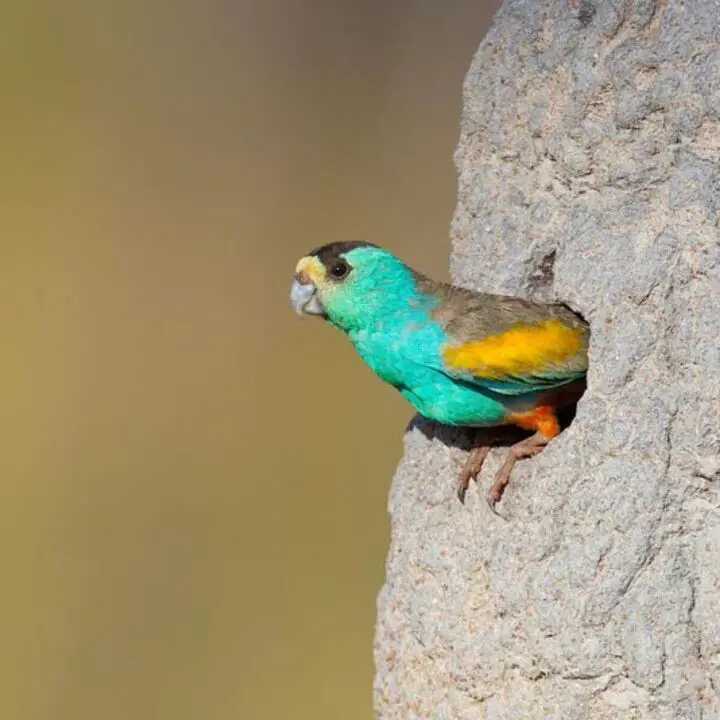 golden shouldered parrot