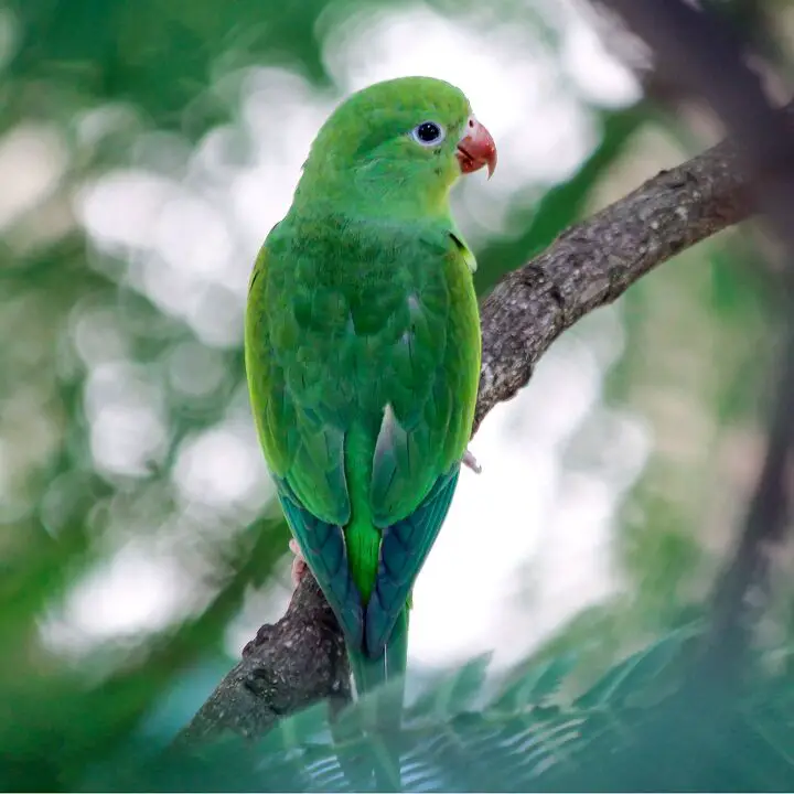 plain parakeet