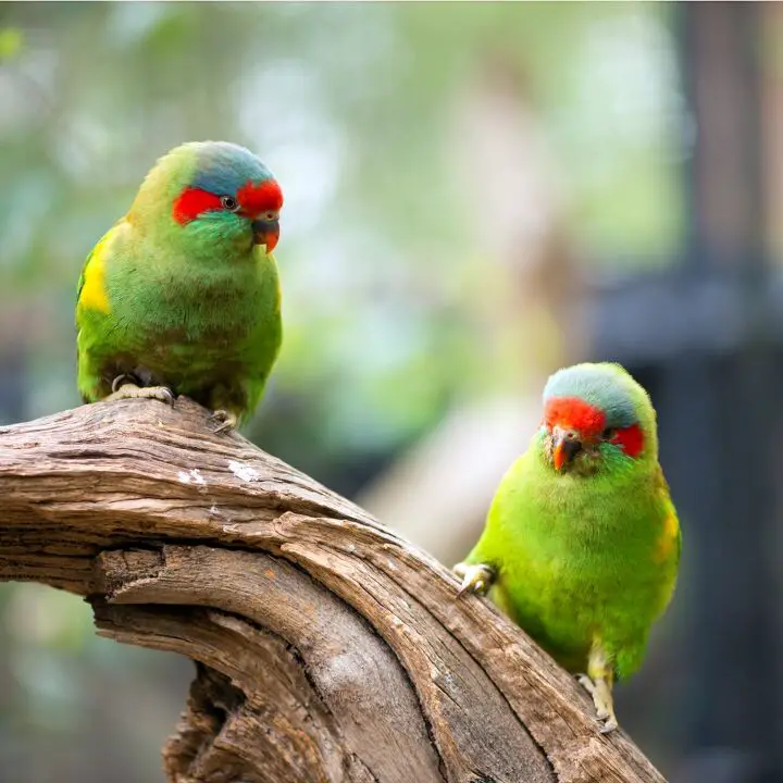 musk lorikeet