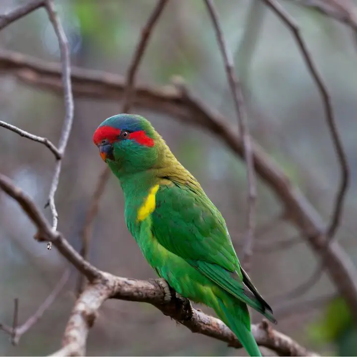 musk lorikeet