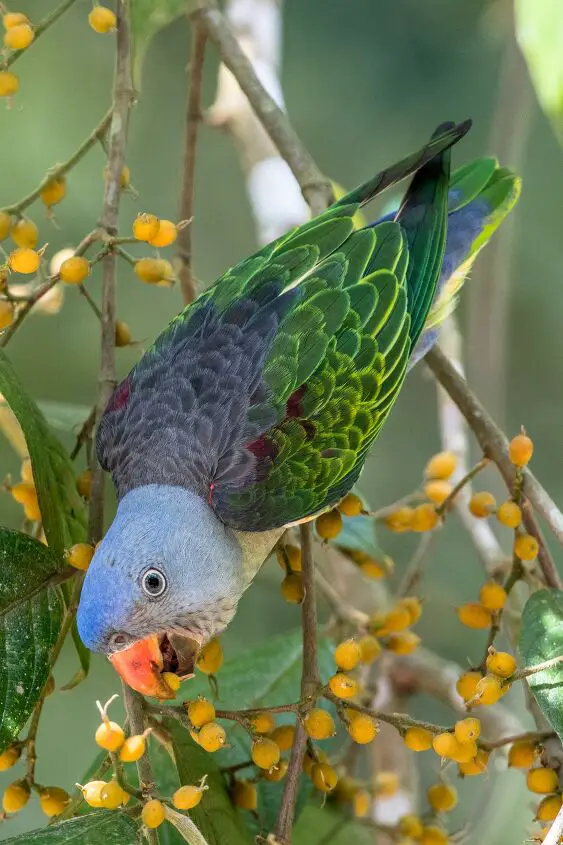 blue rumped parrot