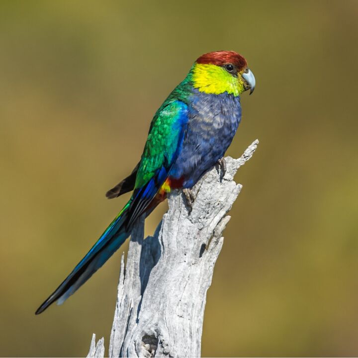 red capped parrot