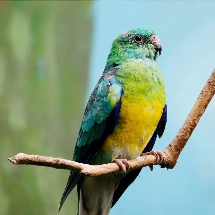 red rumped parrot