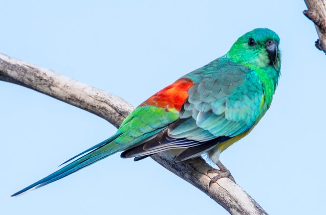 red rumped parrot