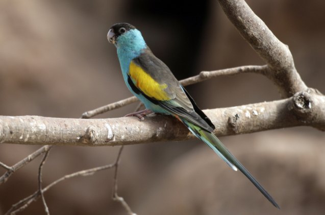 hooded parrot