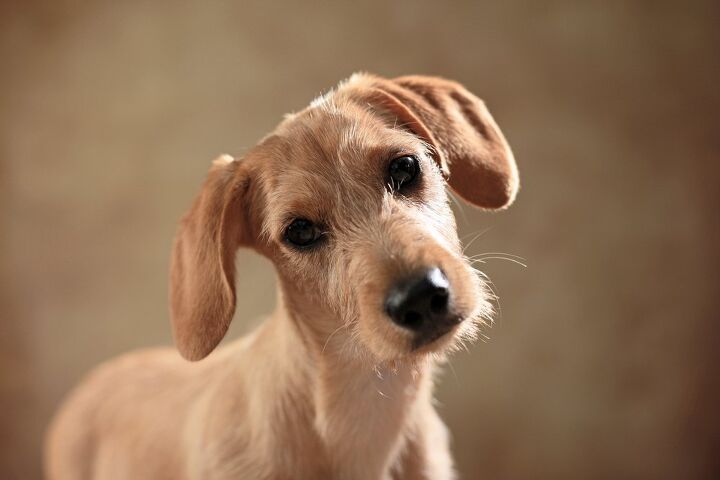 doxie cairn