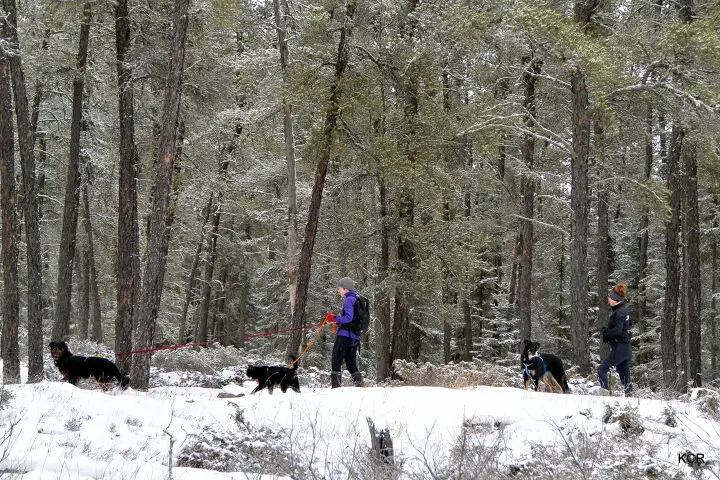 4 cool benefits of walking your dog in the winter