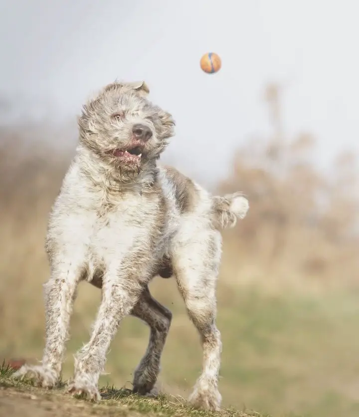 slovakian wirehaired pointing dog