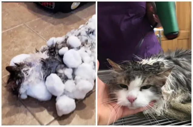 frozen cat revived and lucky to live eight remaining lives