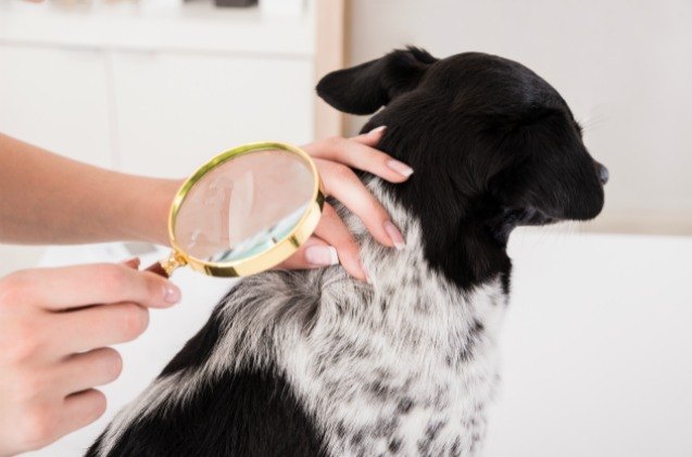 dog lice everything you need to know to protect your dog