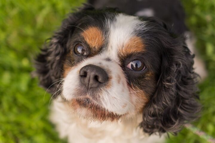 king charles yorkie