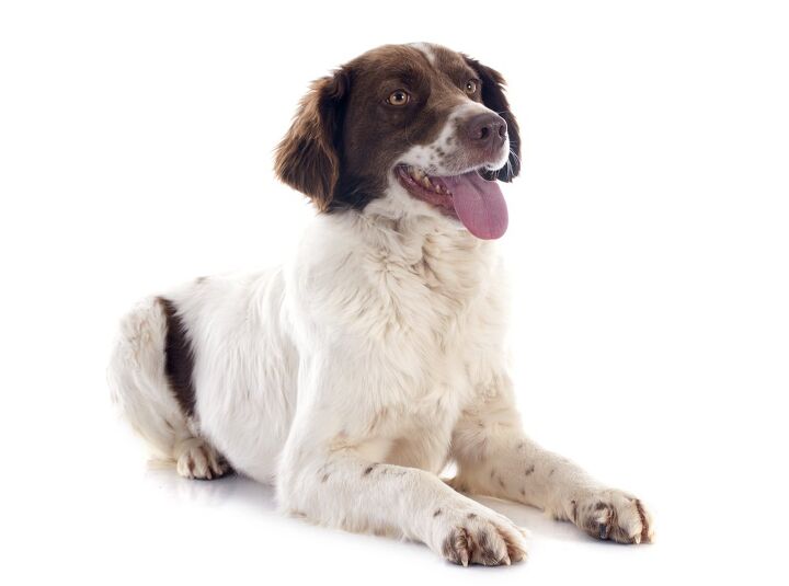 french spaniel