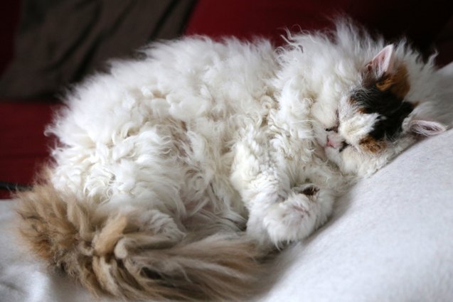 top 10 best cats for cuddling