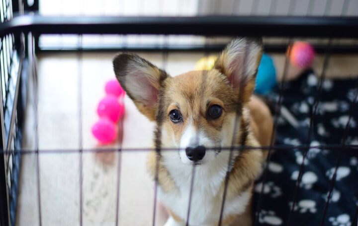 crate alternatives for dogs who hate the crate