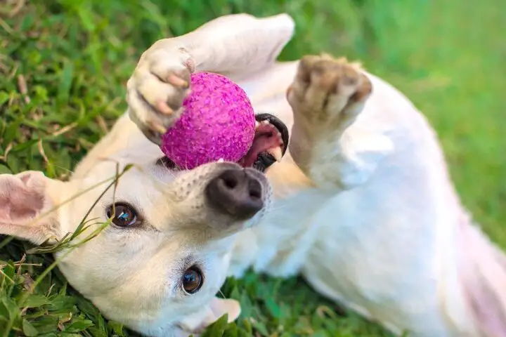 which dog toys are safe