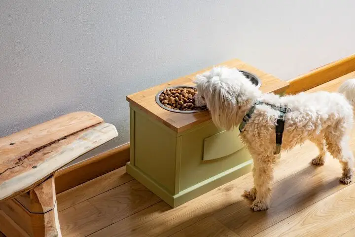 should i be using an elevated bowl to feed my dog