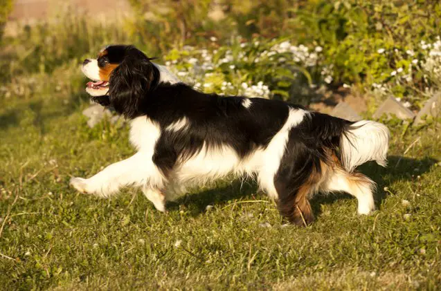 top 10 best dog breeds for apartments