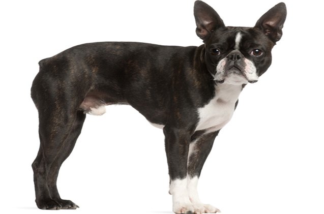 top 10 best dog breeds for apartments