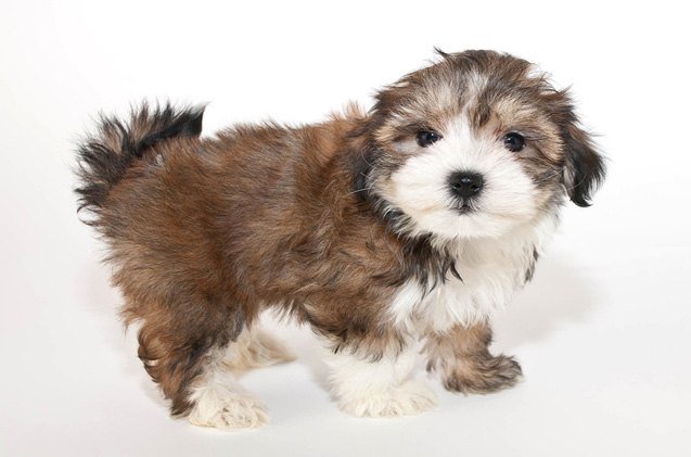 top 10 cutest dog breeds