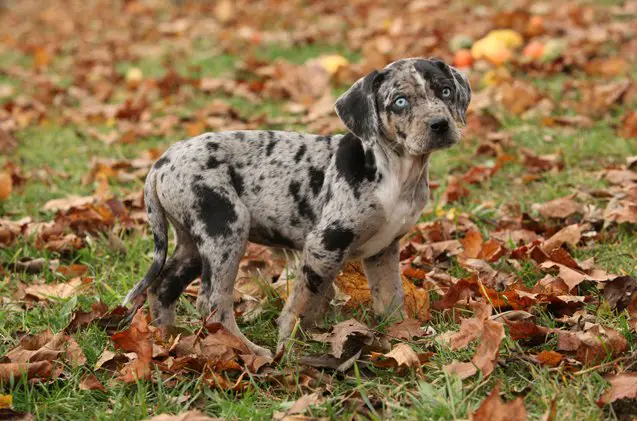 catahoula leopard dog