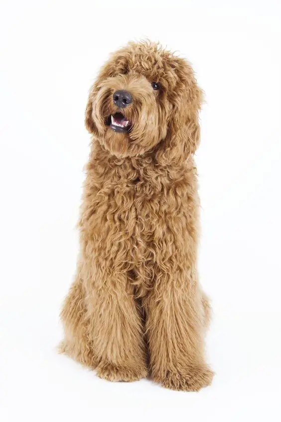 labradoodle