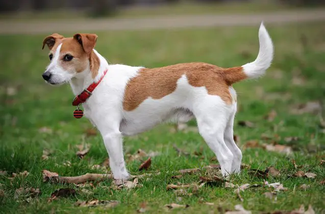 parson russell terrier