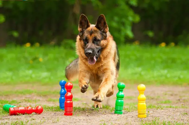 top 10 smartest dog breeds