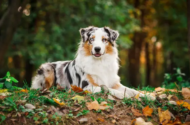 top 10 smartest dog breeds