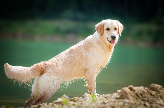 top 10 smartest dog breeds