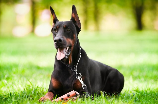 top 10 smartest dog breeds