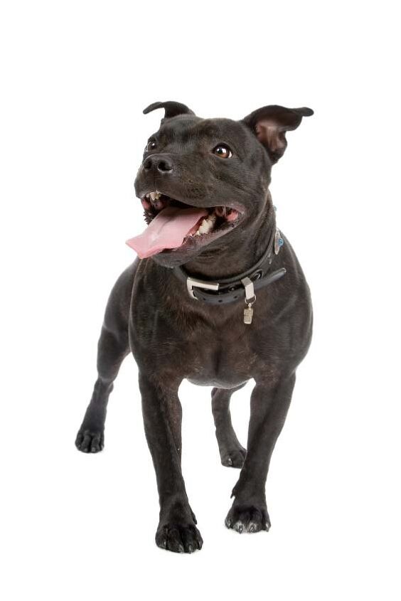 staffordshire bull terrier