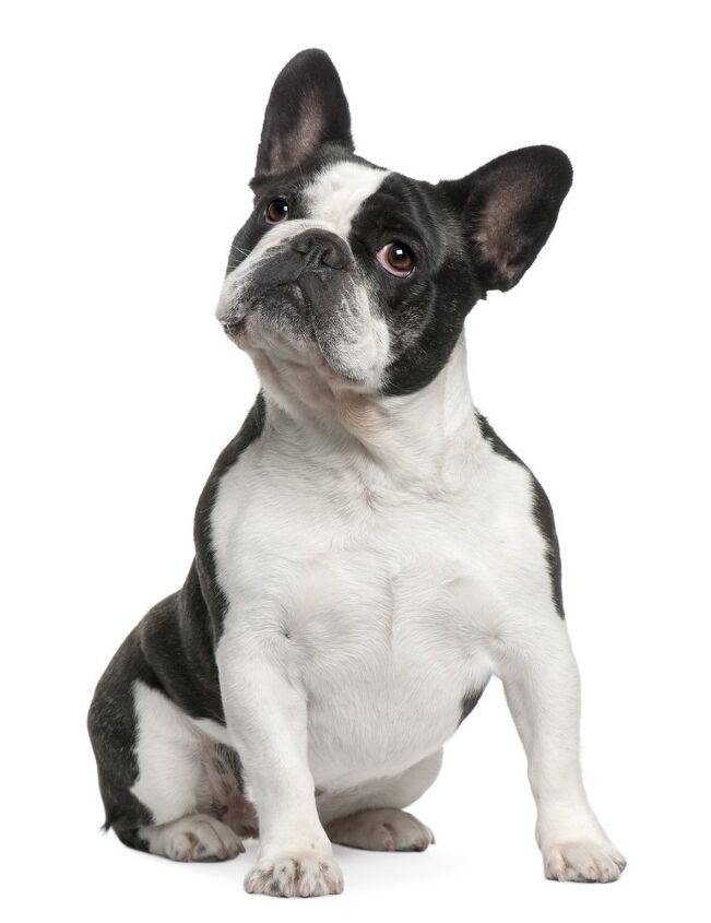 french bulldog