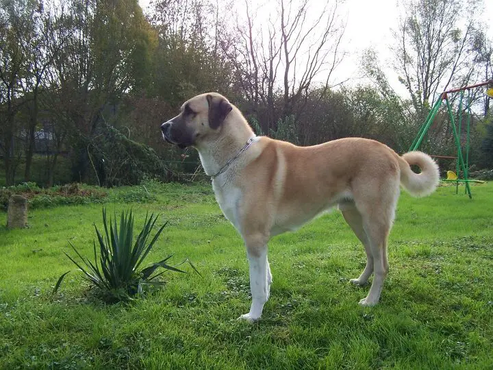 anatolian shepherd dog