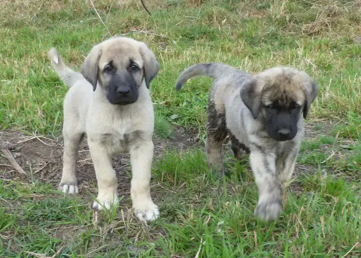 anatolian shepherd dog