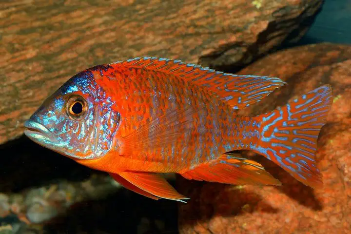 peacock cichlids