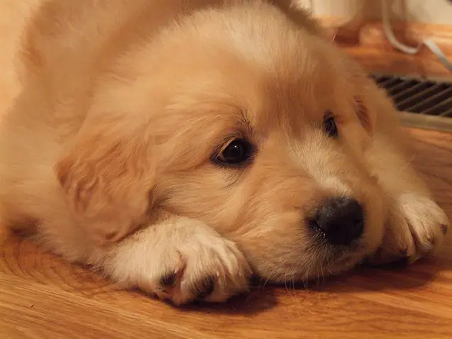 golden pyrenees