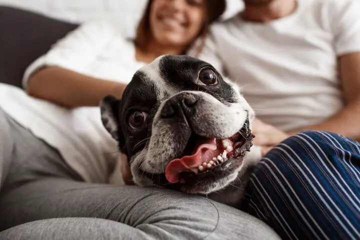 how do you introduce your new dog to your partner