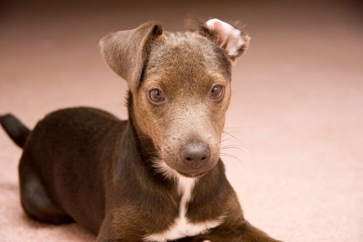 patterdale terrier