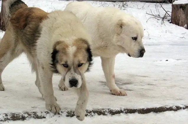 central asian shepherd dog