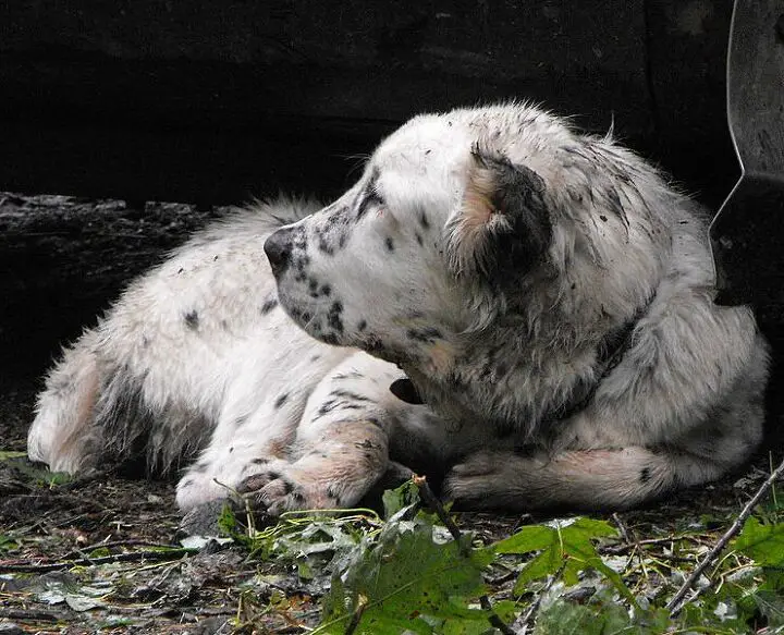 central asian shepherd dog