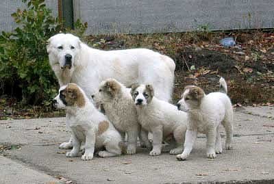 central asian shepherd dog