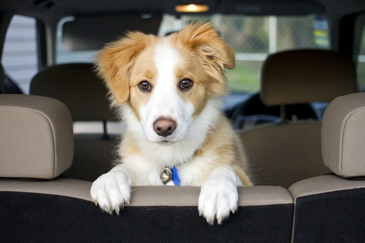 why do dogs whine and cry in the car