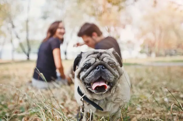 learning about collapsed trachea in dogs